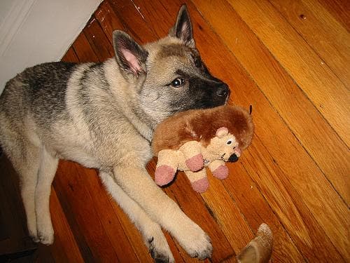 elkhound