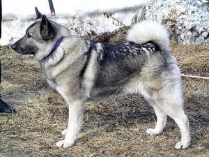 Norwegian Elkhound