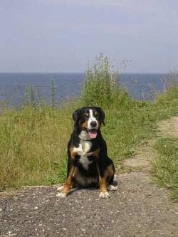 Entlebucher