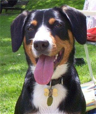 Entlebucher