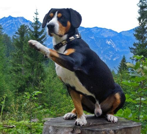 Entlebucher