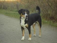 Entlebucher
