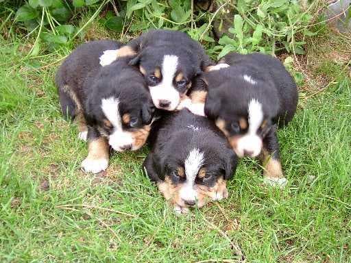 Entlebucher
