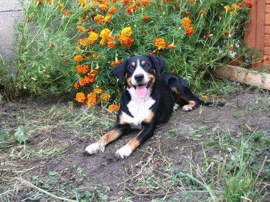 Entlebucher