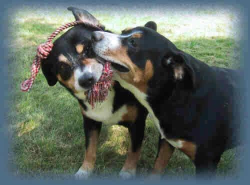 Entlebucher