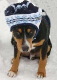 Entlebucher