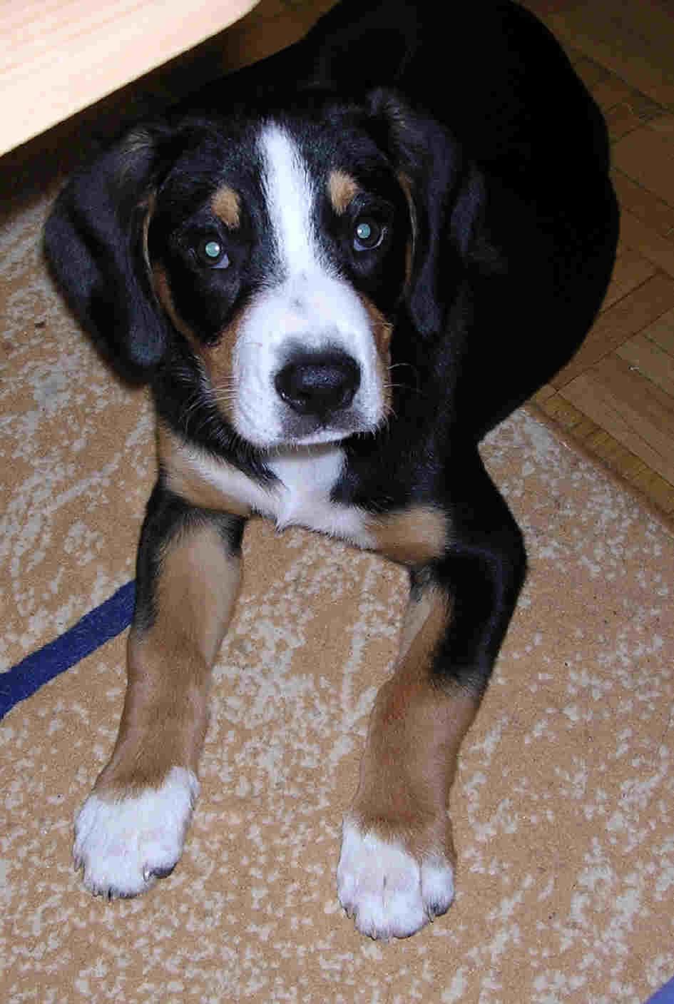 Entlebucher