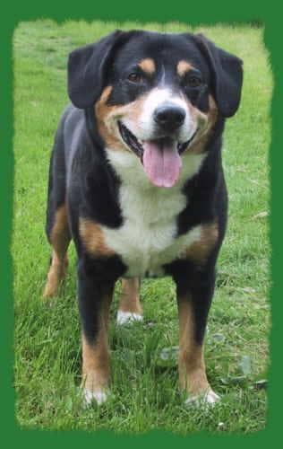 Entlebucher