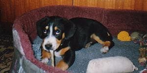 Entlebucher