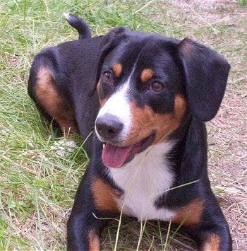 Entlebucher