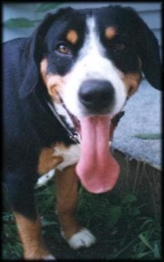 Entlebucher