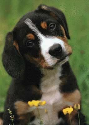 Entlebucher