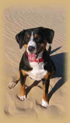 Entlebucher
