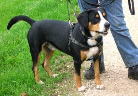 Entlebucher
