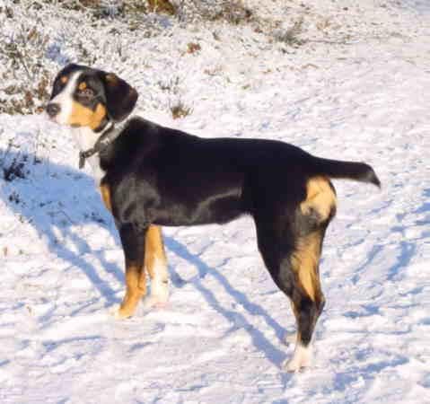 Entlebucher