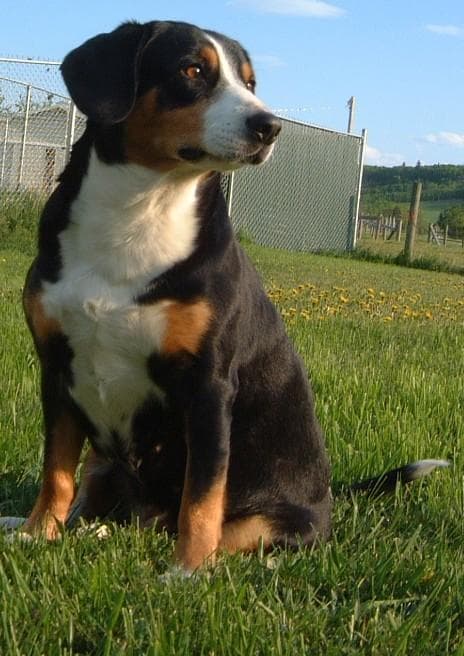 Entlebucher
