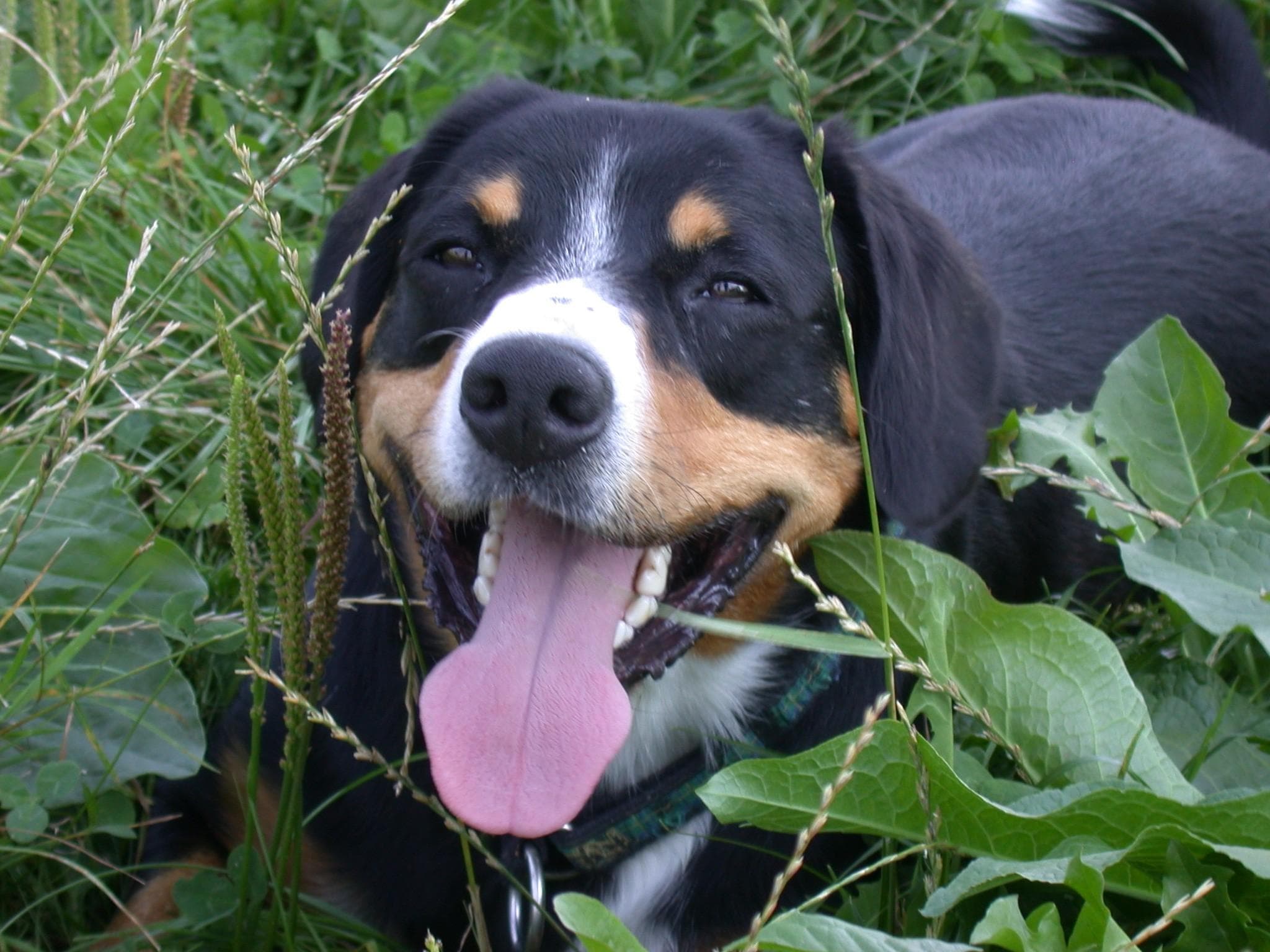 Entlebucher