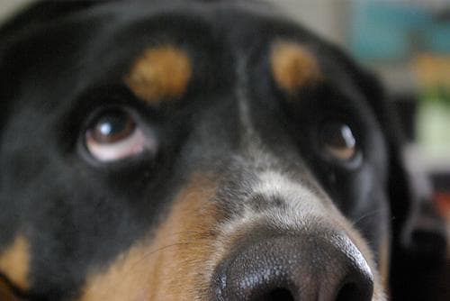 Entlebucher