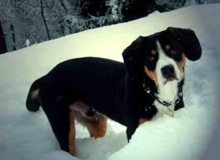 Entlebucher