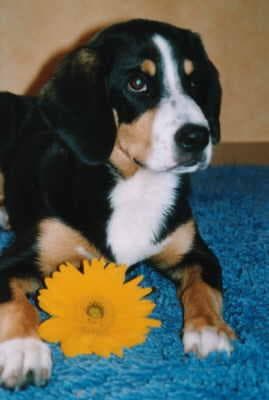 Entlebucher