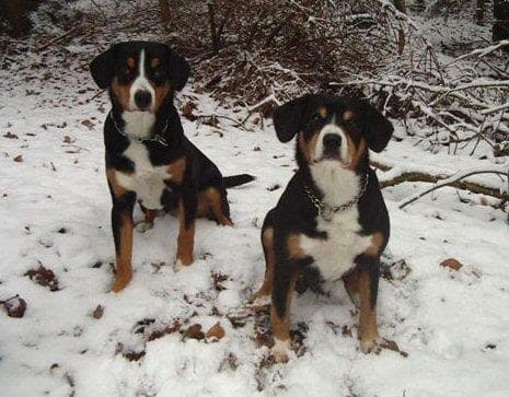 Entlebucher
