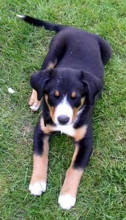 Entlebucher