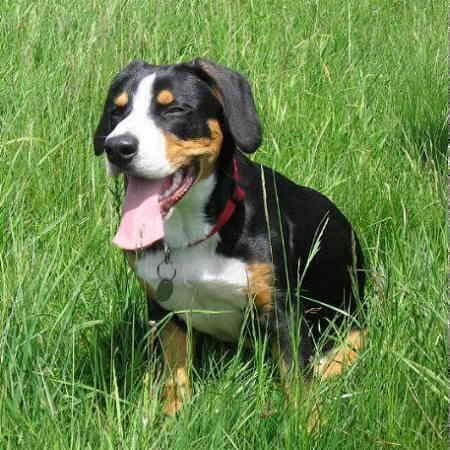 Entlebucher
