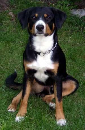 Entlebucher