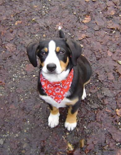 Entlebucher