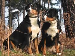 Entlebucher