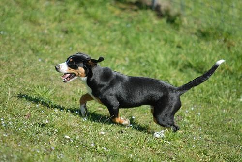 Entlebucher