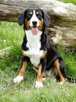 Entlebucher