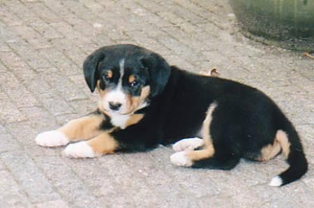 Entlebucher