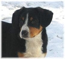 Entlebucher