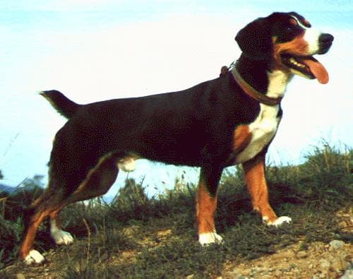 Entlebucher