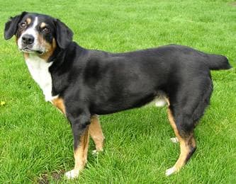 Entlebucher