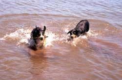 Entlebucher