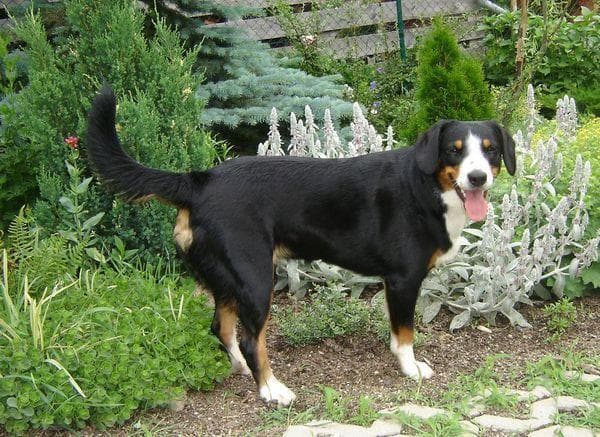 Entlebucher
