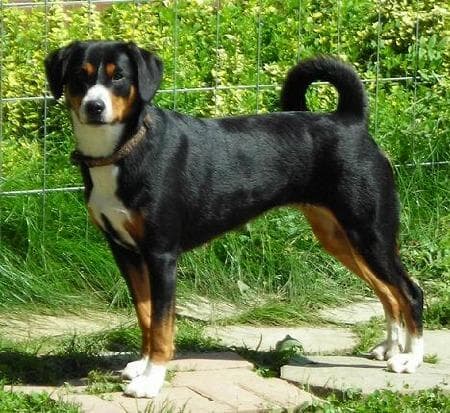 Entlebucher