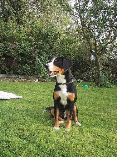 Entlebucher