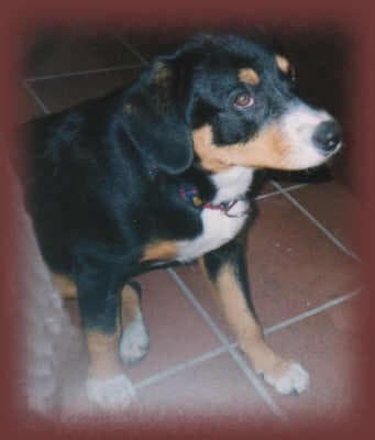 Entlebucher