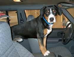 Entlebucher