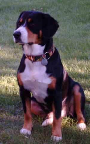 Entlebucher