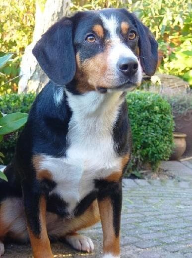Entlebucher
