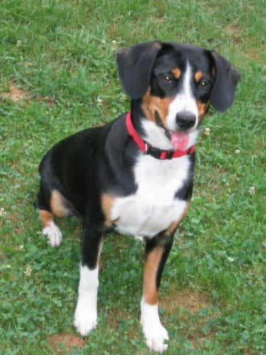 Entlebucher