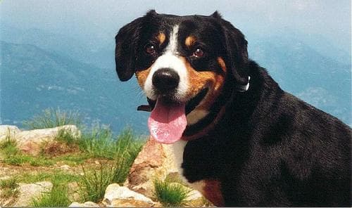 Entlebucher
