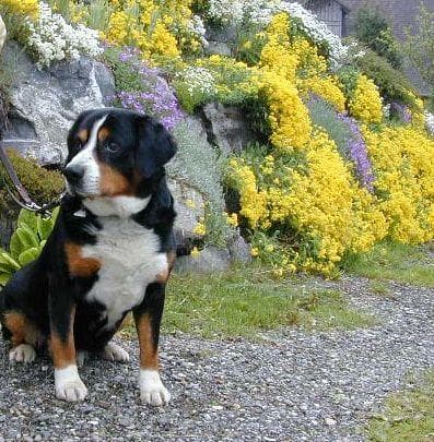 Entlebucher