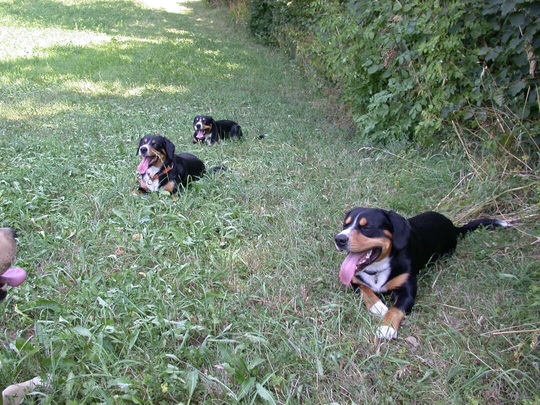 Entlebucher