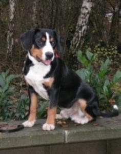Entlebucher