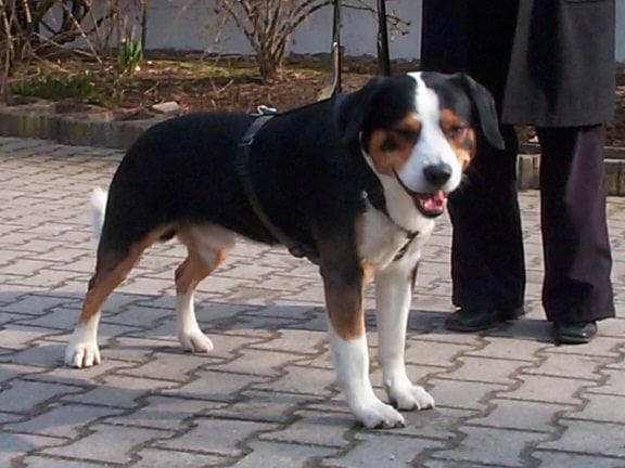 Entlebucher